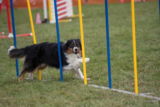 istock Border Collie speeding through the weave poles 1569482177