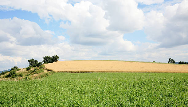 istock Summer grass field and sunlight in blue sky 156948767