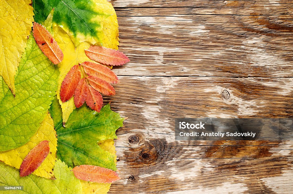 Jesienią mokre liście na drewno - Zbiór zdjęć royalty-free (Bez ludzi)