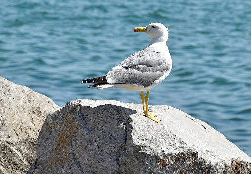 Seagull on a rock next to the sea