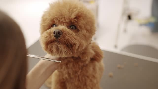 Professional Pet groomer making cute Poodle dog haircut with scissors.