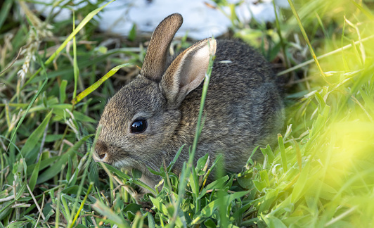 Baby Rabbit [Oryctolagus cuniculus]