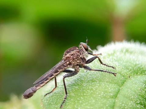 Philonicus is a genus of robber flies in the family Asilidae. There are at least 20 described species in Philonicus.