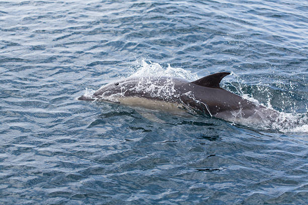 istock Common Dolphins swimming in the ocean 156953781