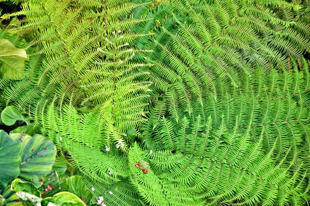 istock Close up on fern leaves 1569543196