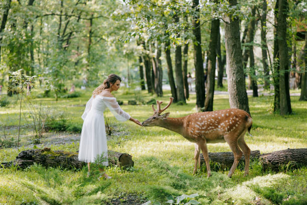 istock Bride in white wedding dress feeding wild dappled deer from her hand in forest. 1569545349