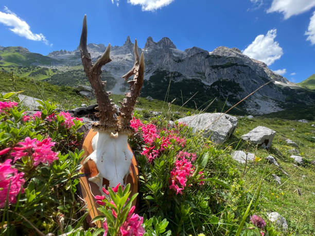 Roebuck antler in the high mountains of Montafon (Drei Türme, Gauertal Vorarlberg). stock photo