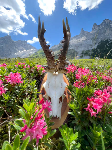 Roebuck antler in the high mountains of Montafon (Drei Türme, Gauertal Vorarlberg). stock photo