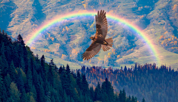 istock Fog covering on the mountain forest with red tailed hawk 1569556728