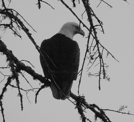 Eagle in Black and white overlooking