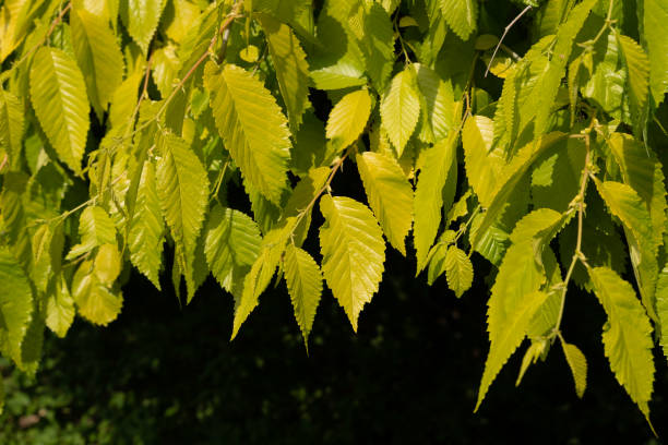 leaves background leaves eco green