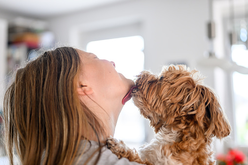 Cute little maltipoo puppy licking a young girl's face while she is holding it indoors.