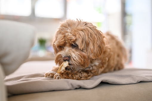 Cute little maltipoo puppy lying on a sofa in a living room and having a snack.
