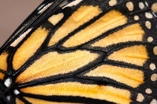 istock Macro of a Monarch Butterfly wing 1569569842