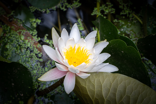 white lotus white water lily lotus