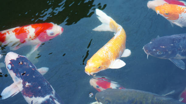 istock koi fish in the pond 1569589025