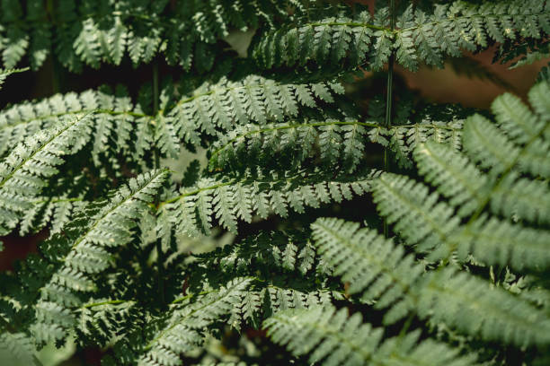 istock Fern plant graphic resources background design green dark woods theme 1569589171