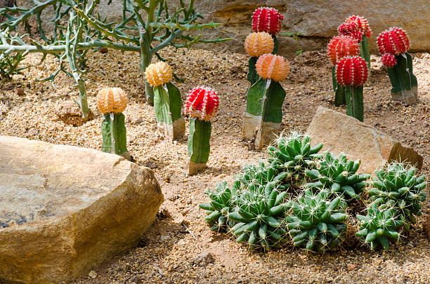 Mammilaria Vivipara, longimamma DC. - foto de acervo