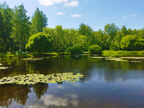 Scenic view of pond shore with trees, aquatic plants, green grass and white water lilies.