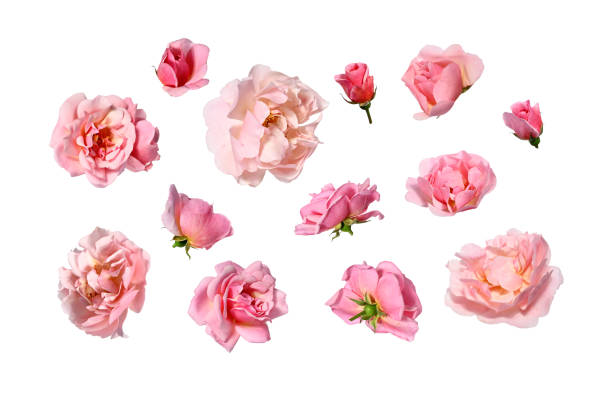 istock Arrangement of pink roses 1569602569