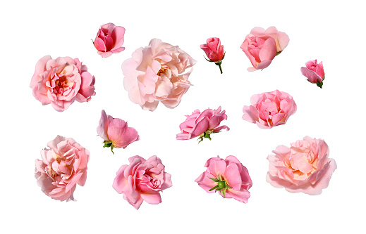 Arrangement of pink roses on white background