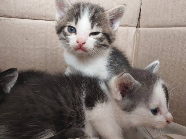 istock Little kittens born in summer in a box 1569606212