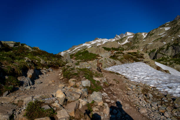istock Alpine Ibex in the Mont blanc Mountains walking  on the trail 1569607774
