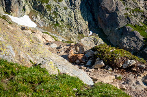 Alpine Ibex in the Mont blanc Mountains laying down on the trail