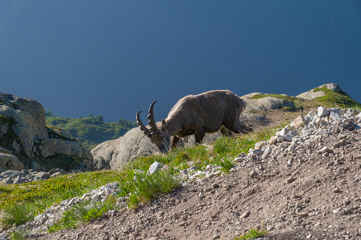 Alpine Ibex in the Mont blanc Mountains