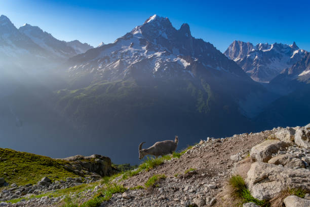 istock Alpine Ibex in the Mont blanc Mountains 1569611507