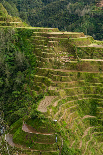 istock Rice Terraces in Banaue in Cordillera, Philippines 1569616935