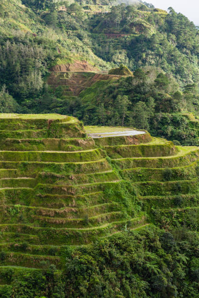 istock Rice Terraces in Banaue in Cordillera, Philippines 1569618064