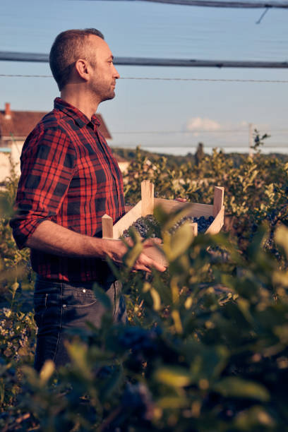istock Farmer with fresh blueberries on a farm. 1569620736
