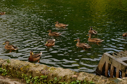 Family of Ducks Swimming in a Lake at Kearsney Abbey Gardens in Summer