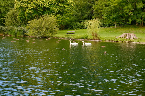 Swans Swimming in the lake at Kearsney Abbey Gardens in summer time