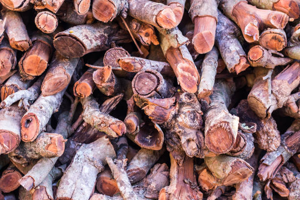 istock firewood in countryside asia 1569628354