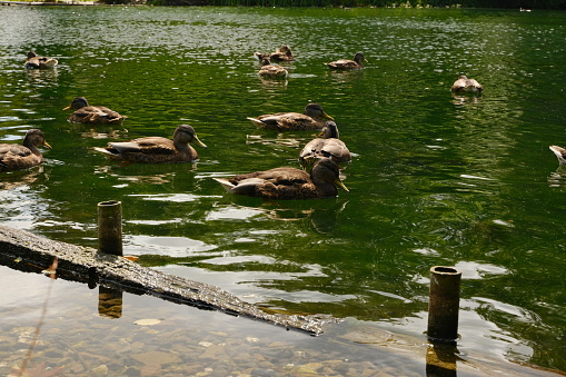 Family of Ducks Swimming in a Lake at Kearsney Abbey Gardens in Summer