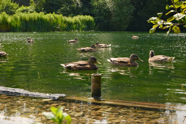 istock Ducks Swimming in Lake 1569631680