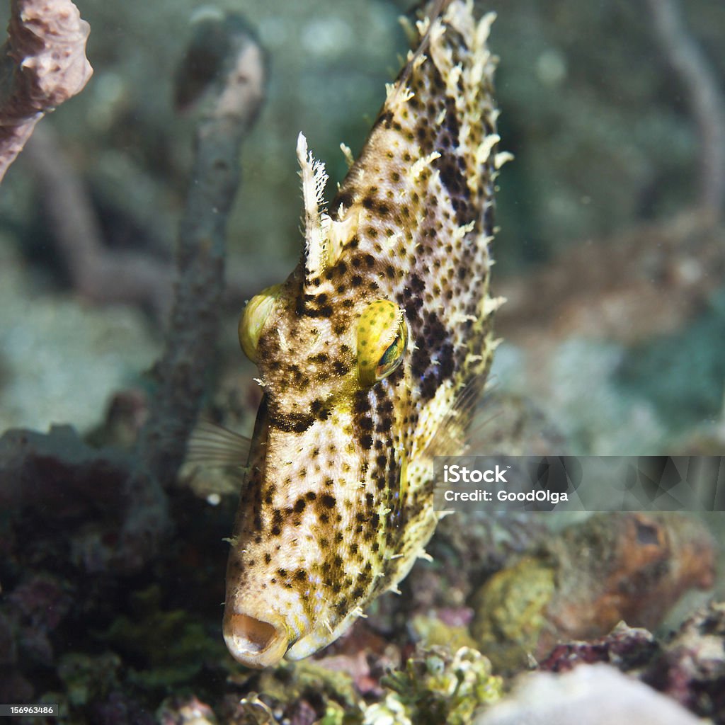 Peces tropicales pez ballesta - Foto de stock de Animal libre de derechos