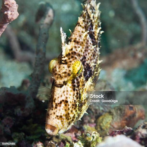 Foto de Peixes Tropicais Cangulo e mais fotos de stock de Animal - Animal, Animal selvagem, Beleza natural - Natureza