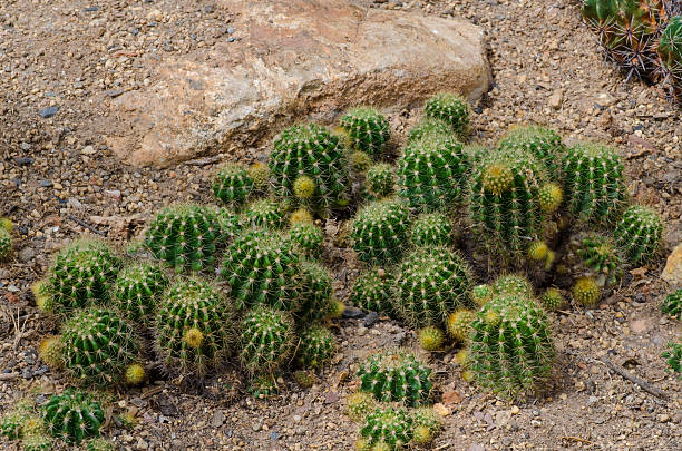 Cтоковое фото Кактус, Echinopsis