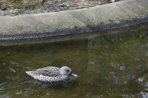 Anas capensis known as Cape teal swimming in spring lake