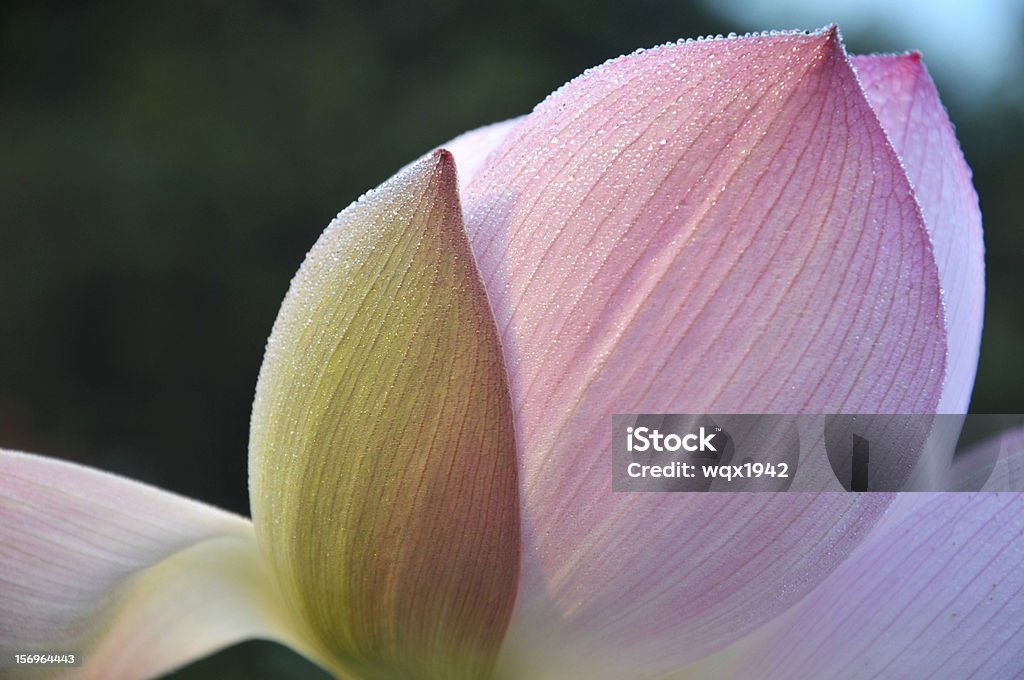 蓮の花の花びら - カラー画像のロイヤリティフリーストックフォト