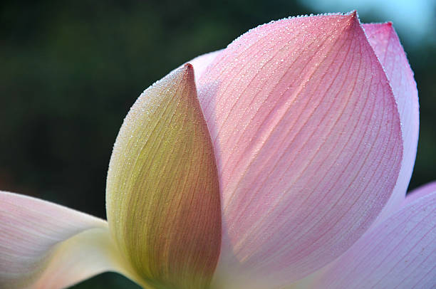 istock Lotus flower petals 156964443