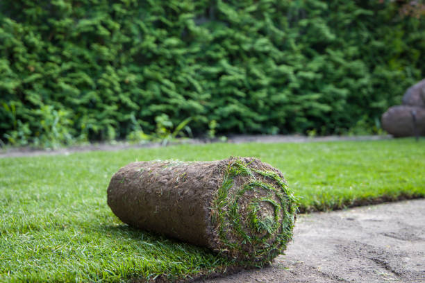 Lawn roll in the garden with green grass and trees in the background