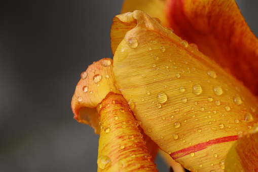 Close-up of a yellow and orange rose flower wet after rain with raindrops and dewdrops on its leafs.