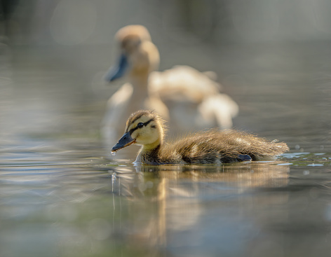 Wood duck mother with babies