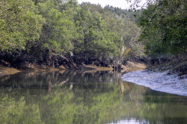 istock A canal in Sundarbans 1569664815