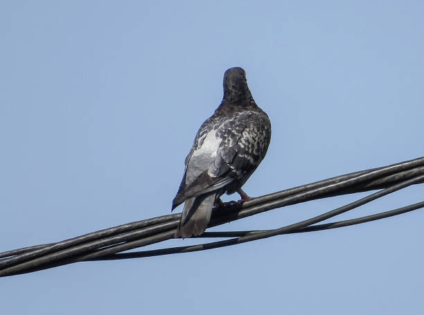 istock A pigeon sits on a electric wire. In Romania 1569671312