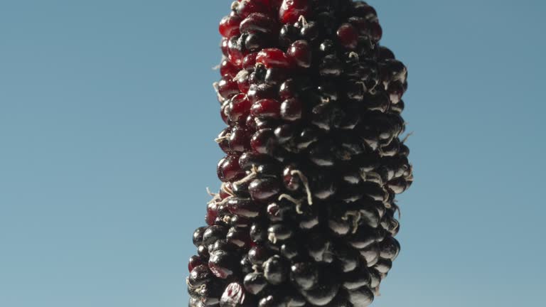 Mulberry rotates against the blue sky, Macro tilt